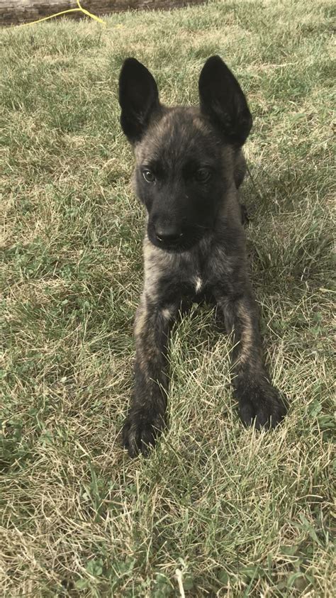 It’s also free to list your available <b>puppies</b> and litters on our site. . Dutch shepherd puppies for sale near me